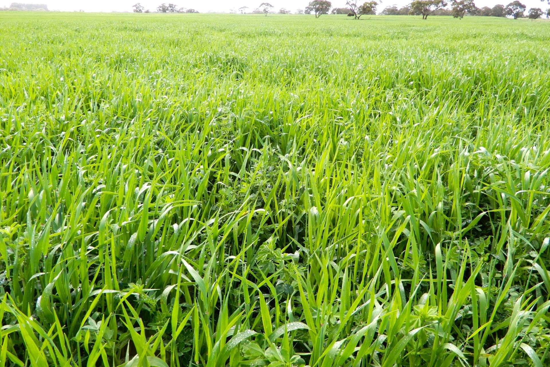 389 Nicholls Road, Keith For Sale by Farmbuy.com - image 5