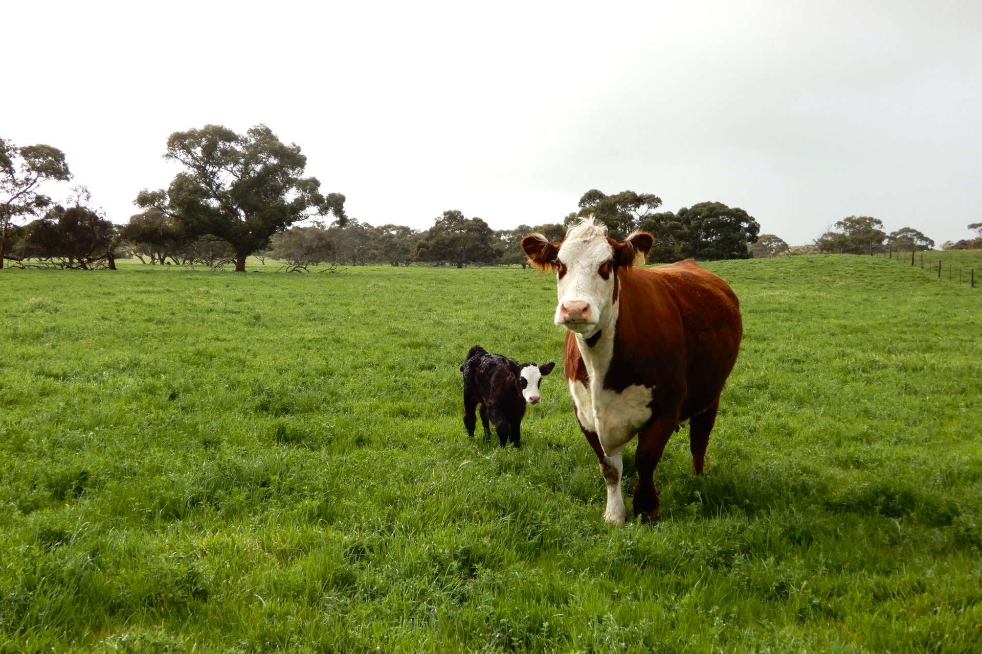 389 Nicholls Road, Keith For Sale by Farmbuy.com - image 10