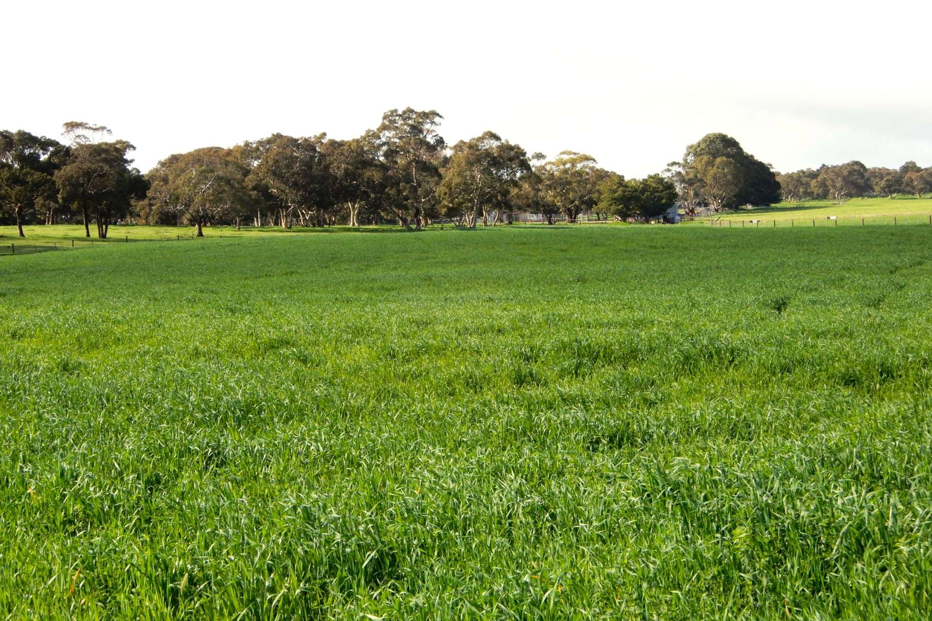 389 Nicholls Road, Keith For Sale by Farmbuy.com - image 15