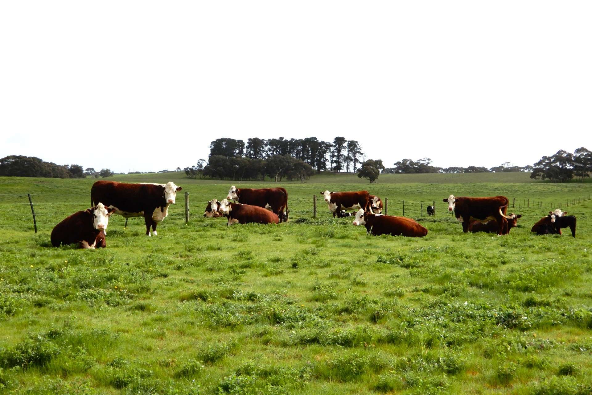 389 Nicholls Road, Keith For Sale by Farmbuy.com - image 9