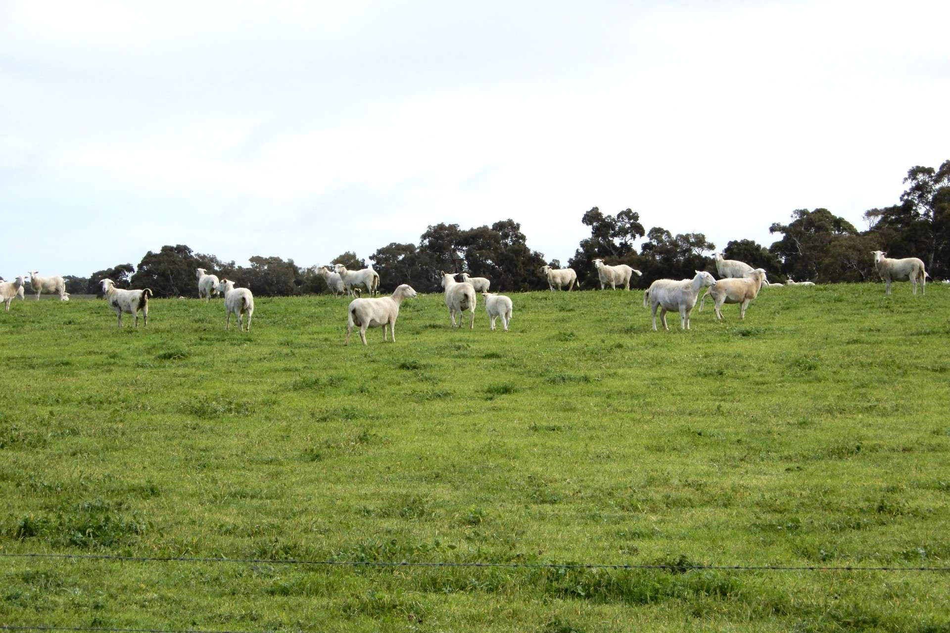 389 Nicholls Road, Keith For Sale by Farmbuy.com - image 8