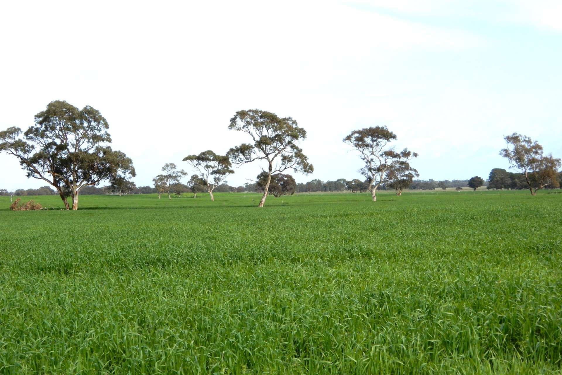 389 Nicholls Road, Keith For Sale by Farmbuy.com - image 14