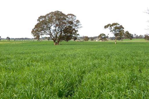 389 Nicholls Road, Keith SA 5267