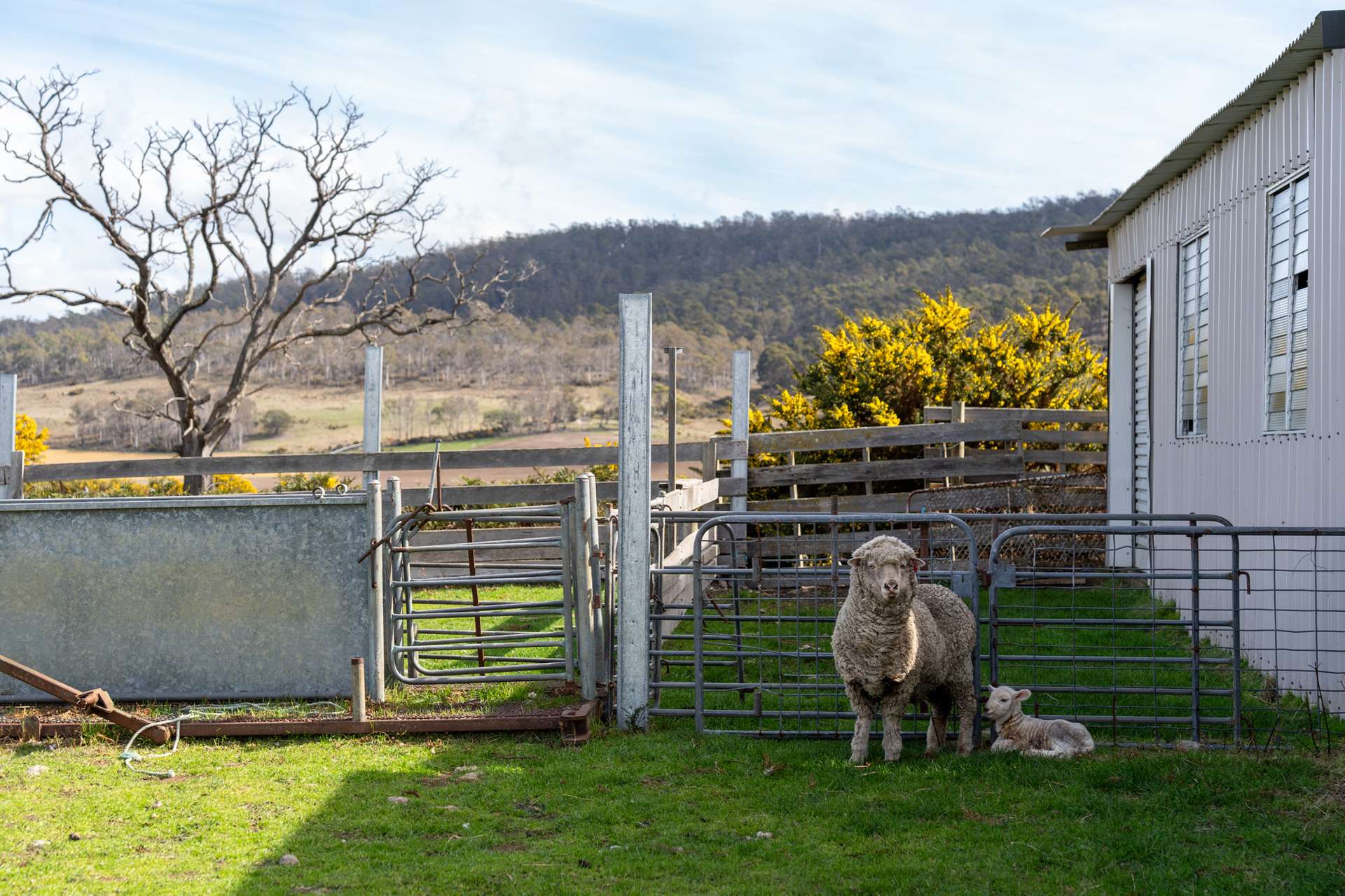 'East Dundee' Stonehenge Road, Whitefoord For Sale by Farmbuy.com - image 2