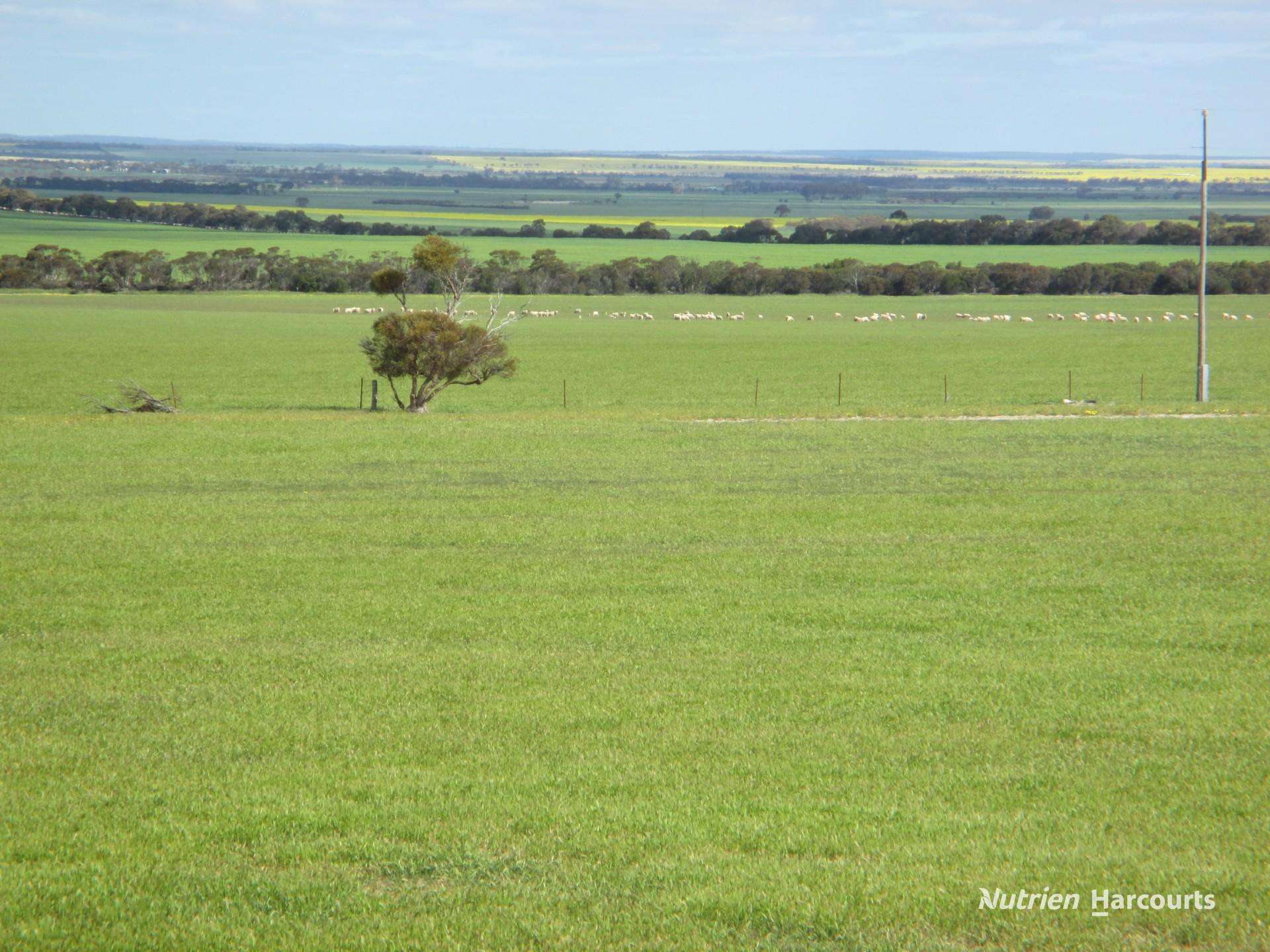 4333 Kulin Holt Rock Road, Pingaring For Sale by Farmbuy.com - image 5
