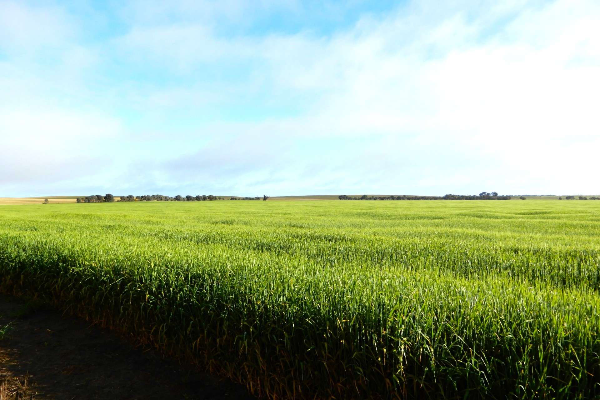 "Garra" & "Garra North", Parrakie For Sale by Farmbuy.com - image 1