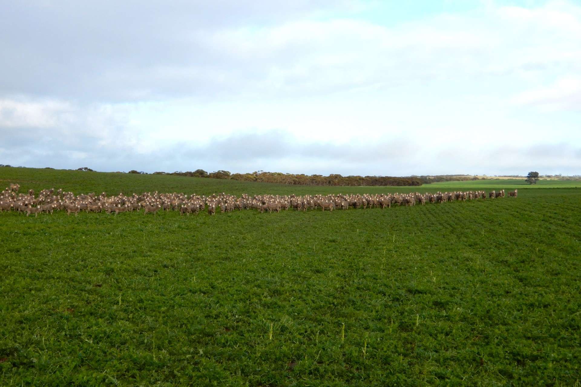 "Garra" & "Garra North", Parrakie For Sale by Farmbuy.com - image 5