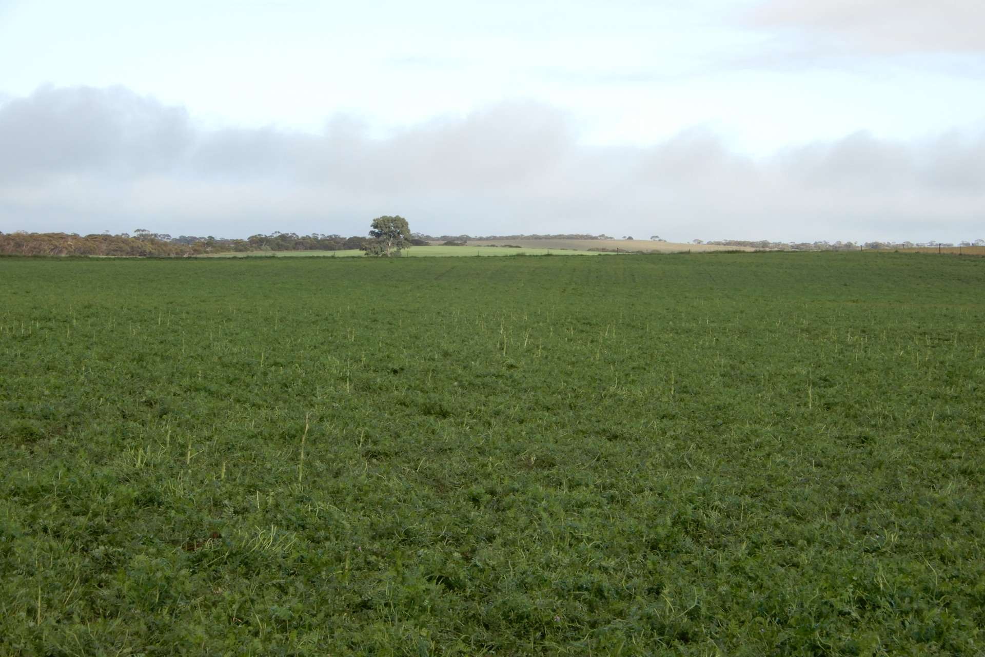 "Garra" & "Garra North", Parrakie For Sale by Farmbuy.com - image 11