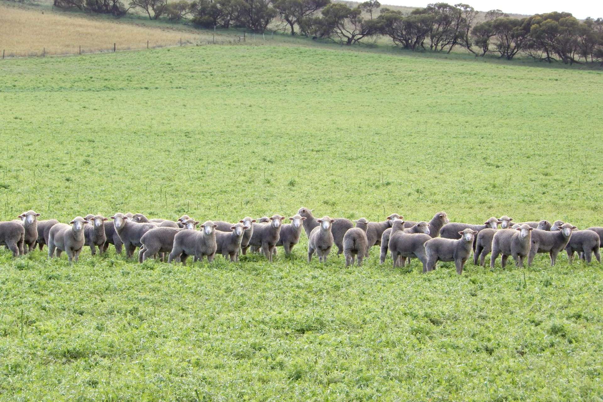 "Garra" & "Garra North", Parrakie For Sale by Farmbuy.com - image 9