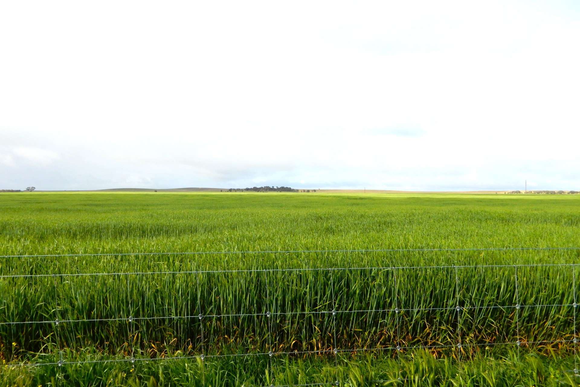 "Garra" & "Garra North", Parrakie For Sale by Farmbuy.com - image 6