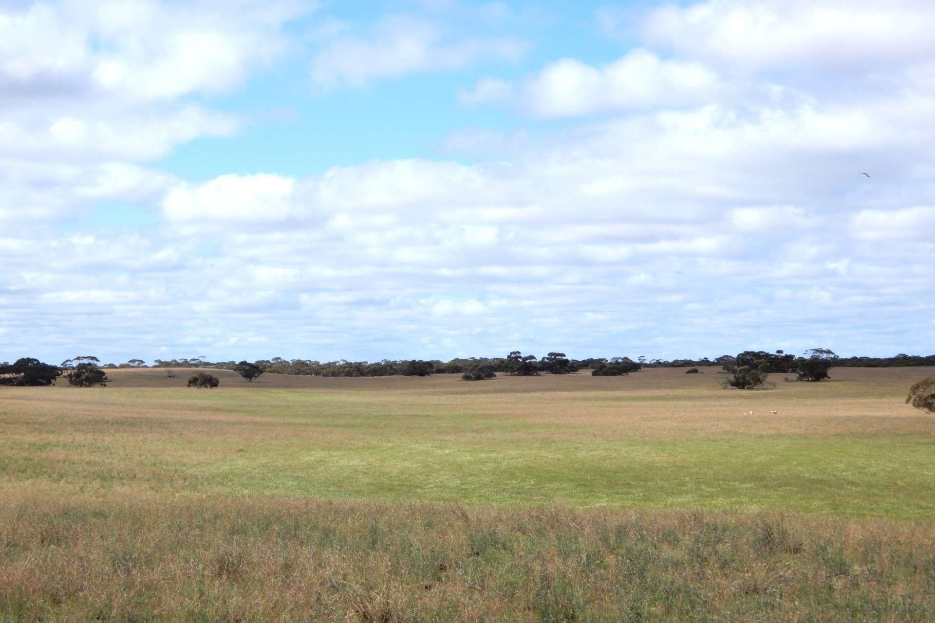 2370 Schubert Road, Kringin For Sale by Farmbuy.com - image 12