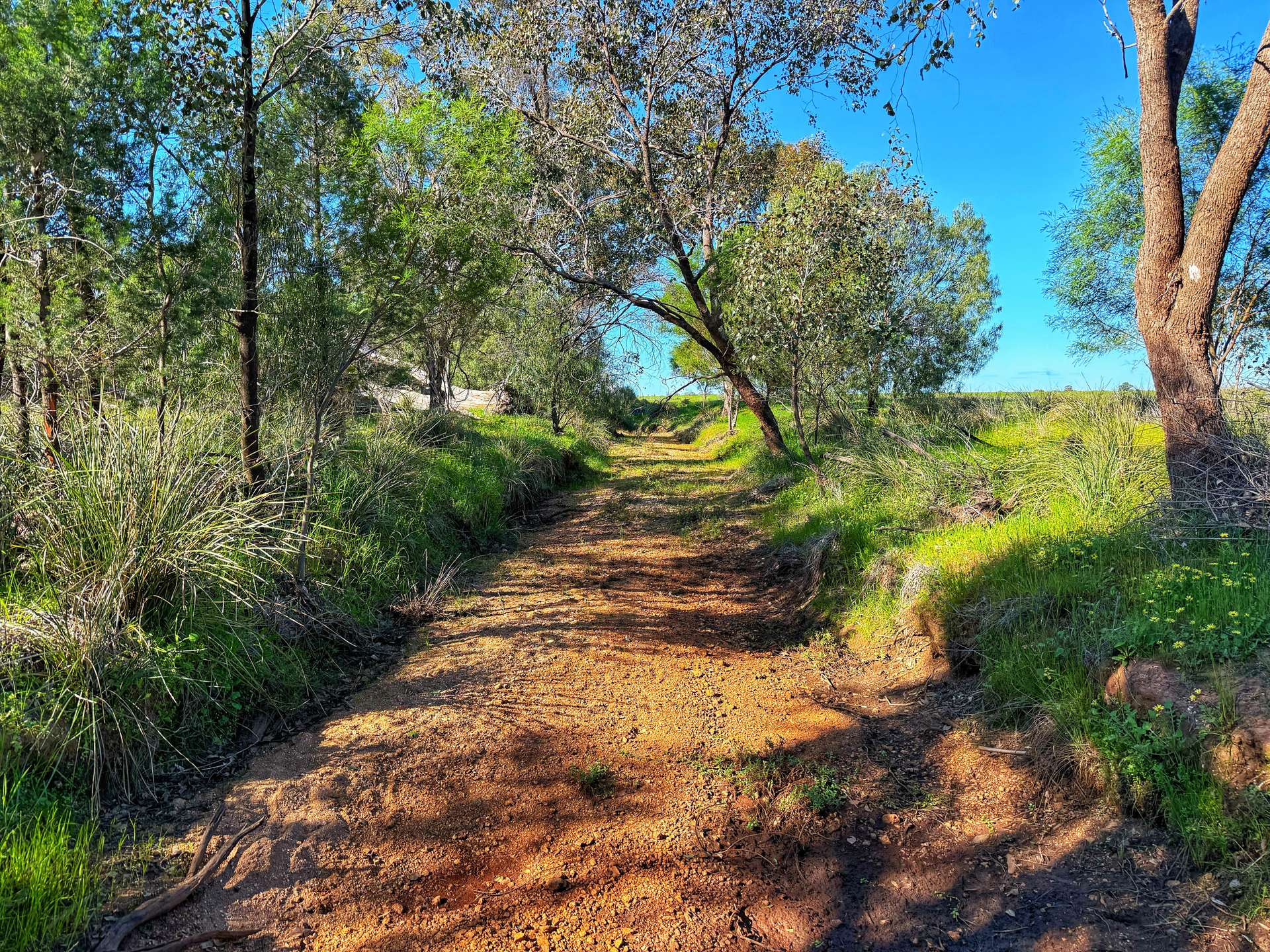 Daisy Springs 2537 The Bogan Way, Albert Auction by Farmbuy.com - image 11