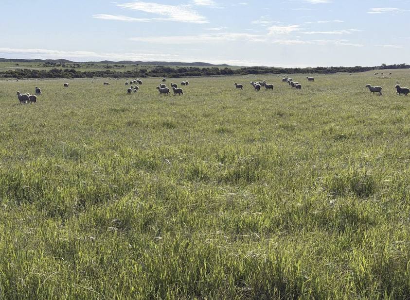 339 Butcher Road, Bookara For Sale by Farmbuy.com - image 28