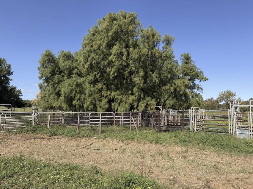 339 Butcher Road, Bookara For Sale by Farmbuy.com - image 14
