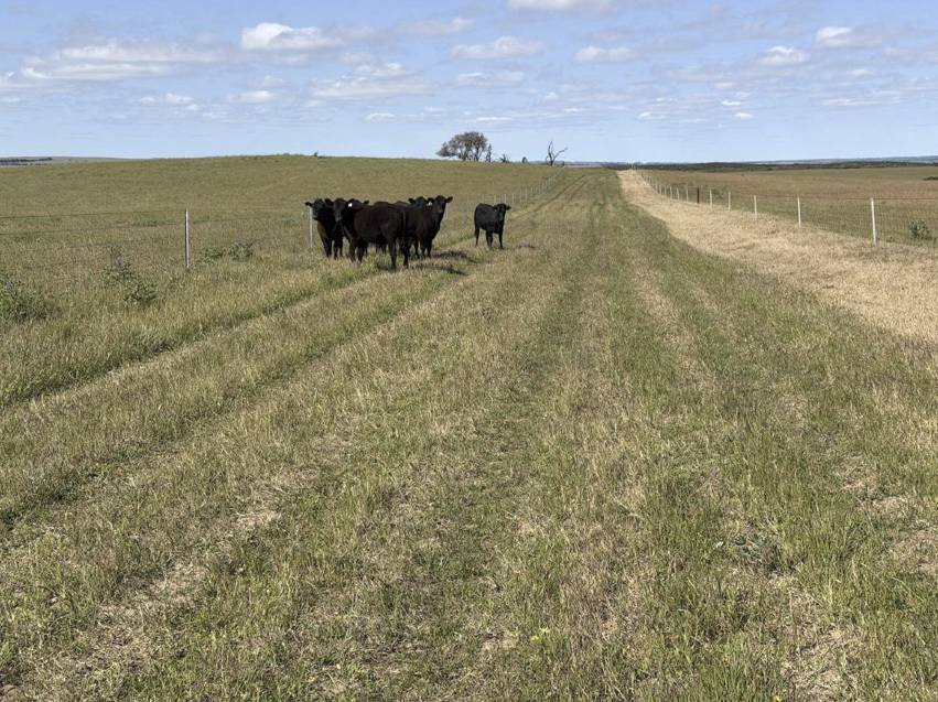 339 Butcher Road, Bookara For Sale by Farmbuy.com - image 34