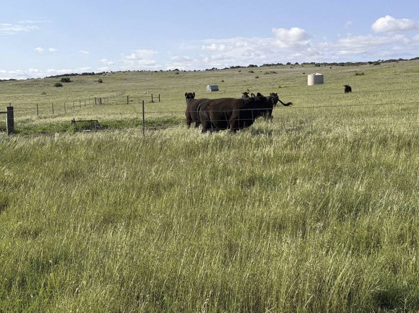 339 Butcher Road, Bookara For Sale by Farmbuy.com - image 27