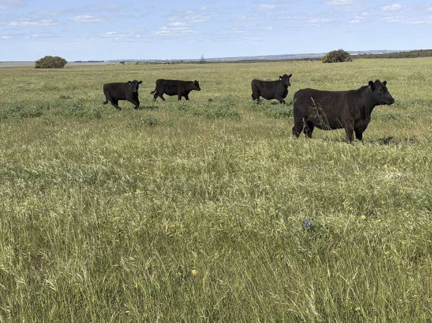 339 Butcher Road, Bookara For Sale by Farmbuy.com - image 3