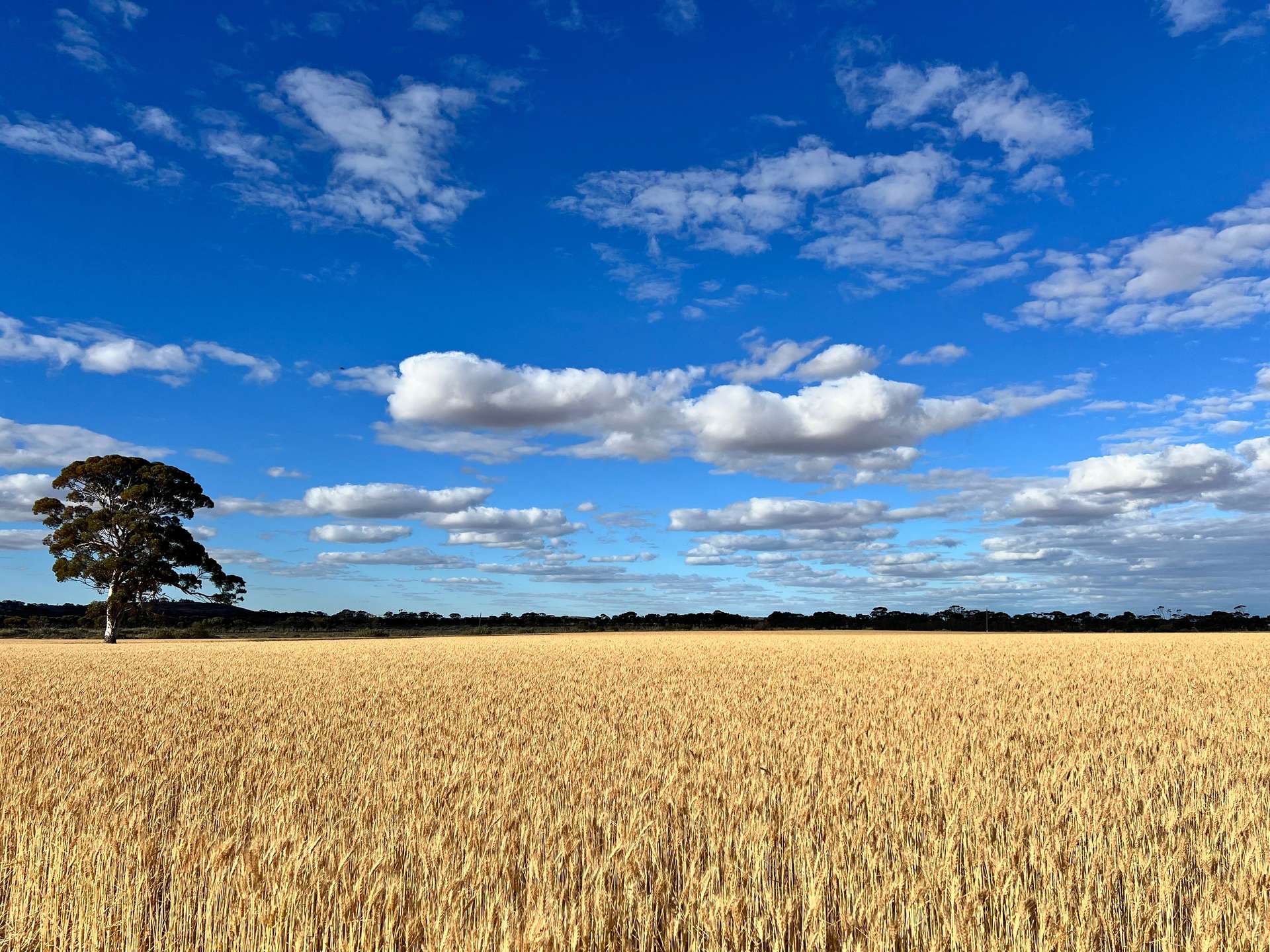 3422 Mount Walker Road, Mount Walker Auction by Farmbuy.com - image 29