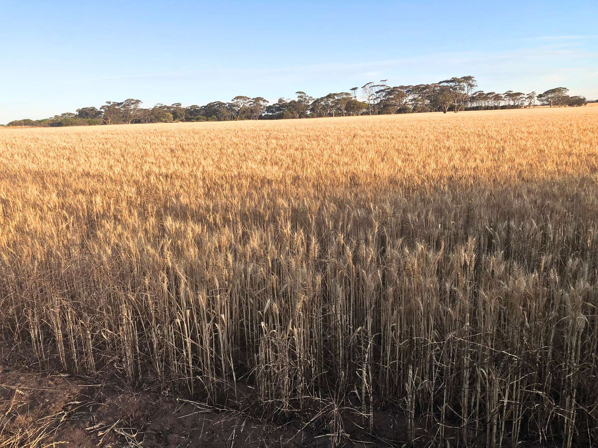 3422 Mount Walker Road, Mount Walker Auction by Farmbuy.com - image 23