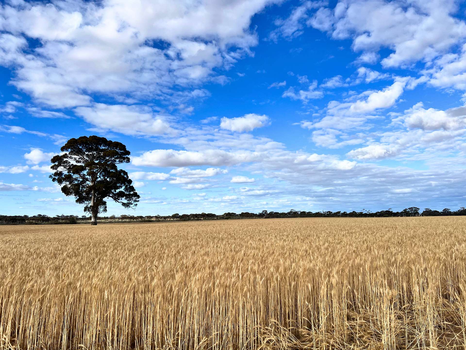 3422 Mount Walker Road, Mount Walker Auction by Farmbuy.com - image 13