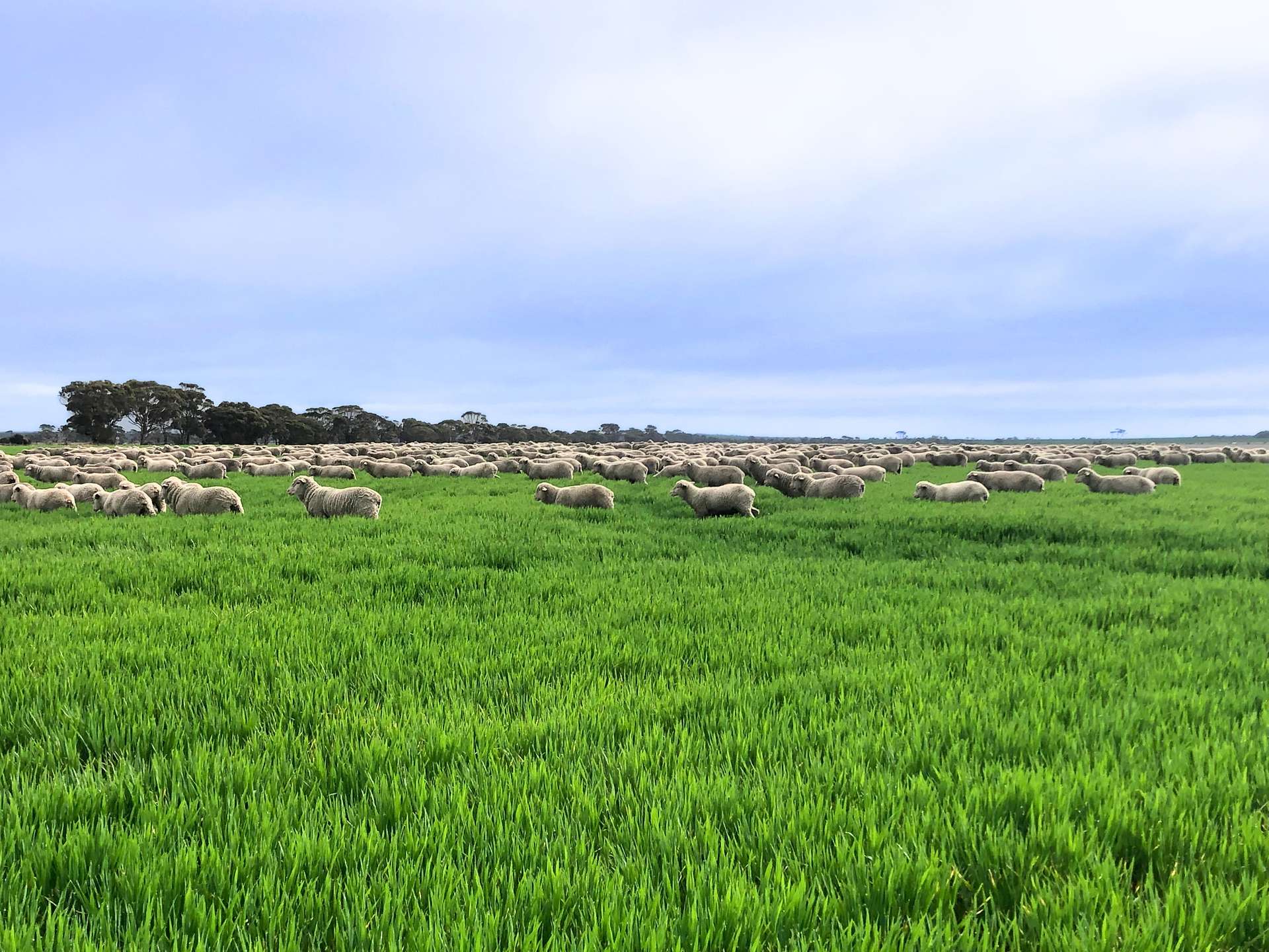 3422 Mount Walker Road, Mount Walker Auction by Farmbuy.com - image 30