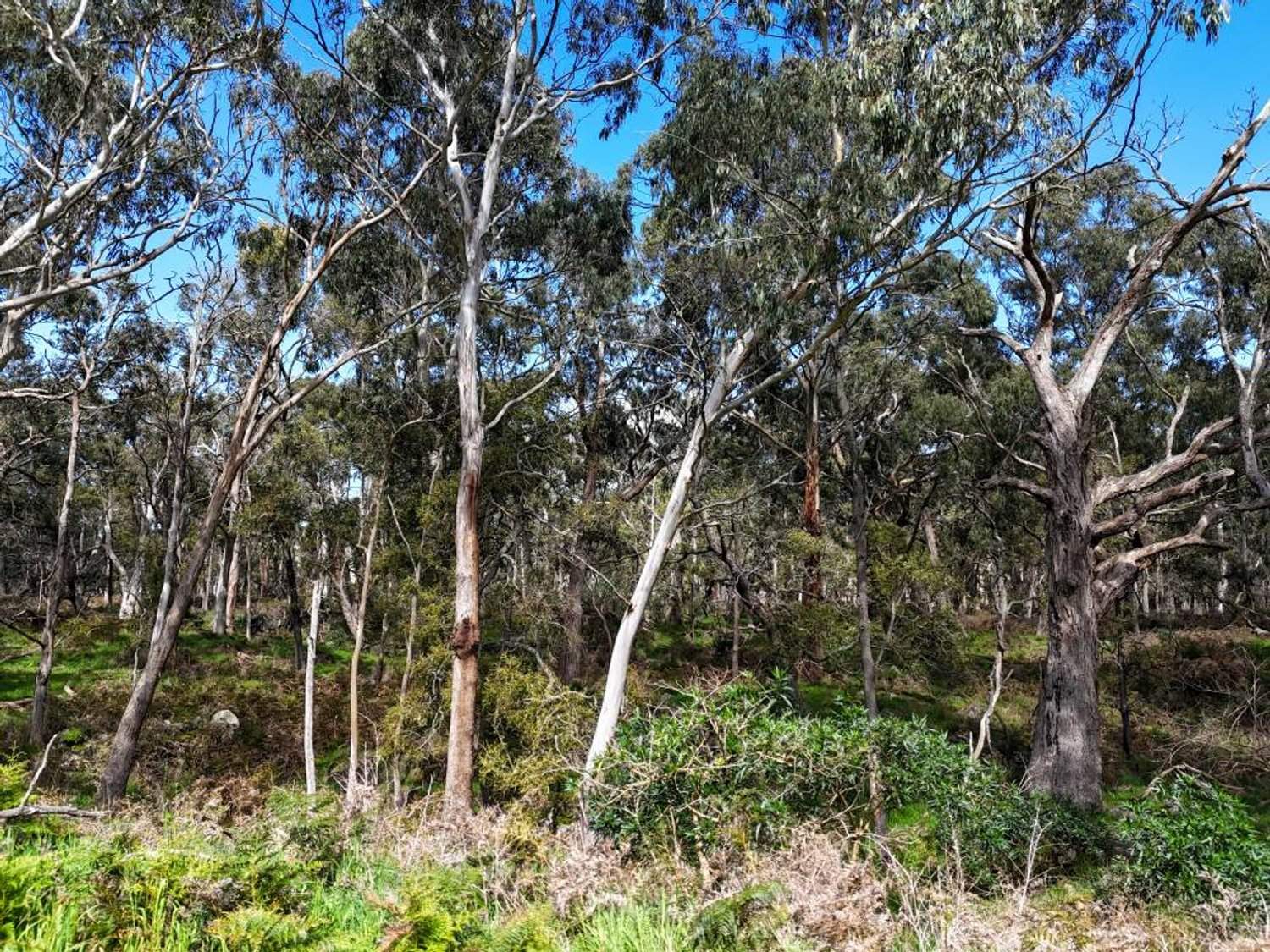 - Delaney's Road, Buckley Swamp For Sale by Farmbuy.com - image 3
