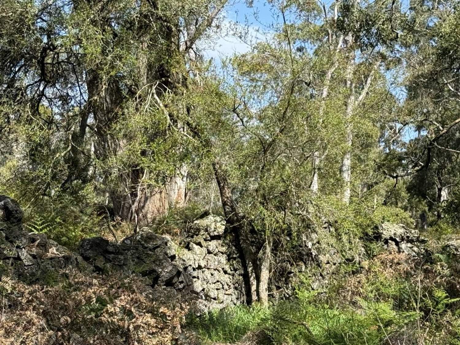 - Delaney's Road, Buckley Swamp For Sale by Farmbuy.com - image 18