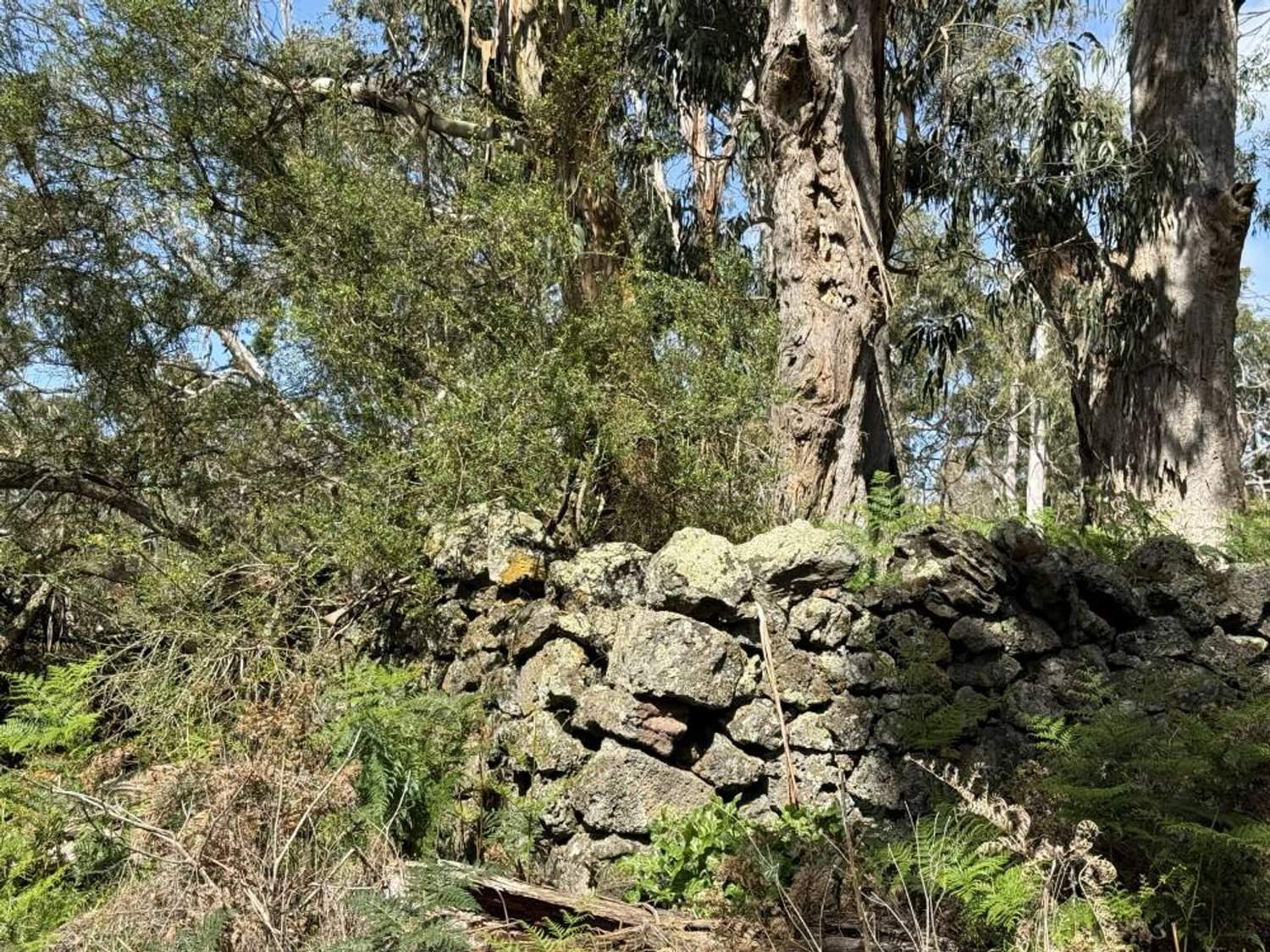 - Delaney's Road, Buckley Swamp For Sale by Farmbuy.com - image 17