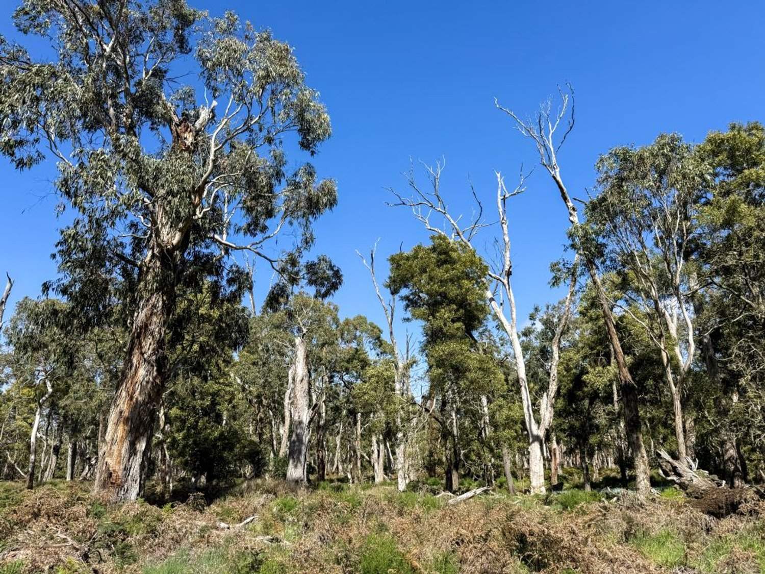 - Delaney's Road, Buckley Swamp For Sale by Farmbuy.com - image 21