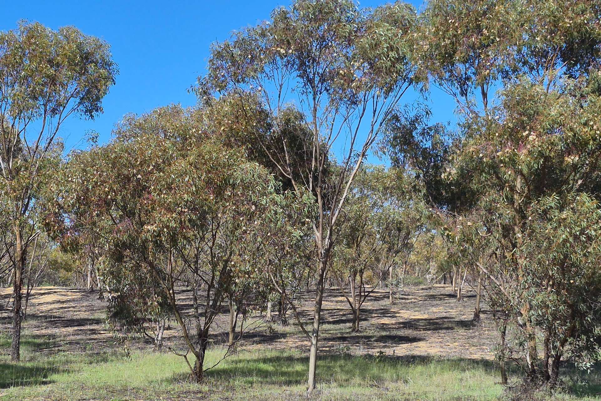 300 Launer Road, Eganu For Sale by Farmbuy.com - image 35