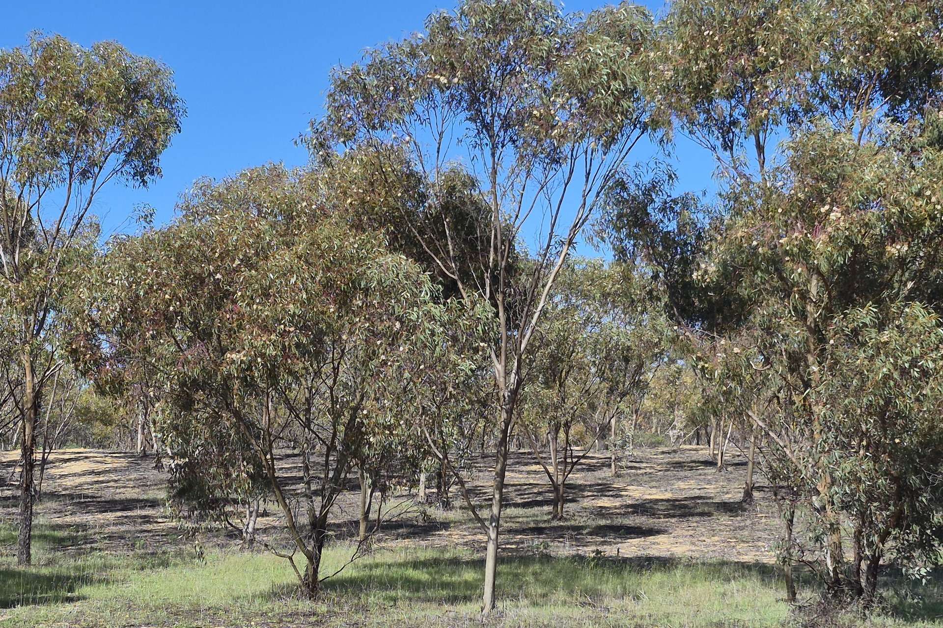 300 Launer Road, Eganu For Sale by Farmbuy.com - image 35