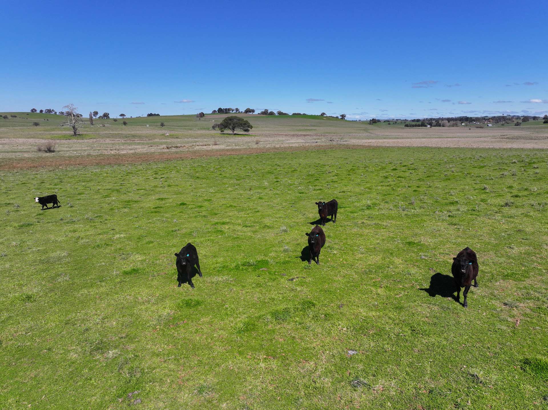 812 Guyong Road, Blayney For Sale by Farmbuy.com - image 33