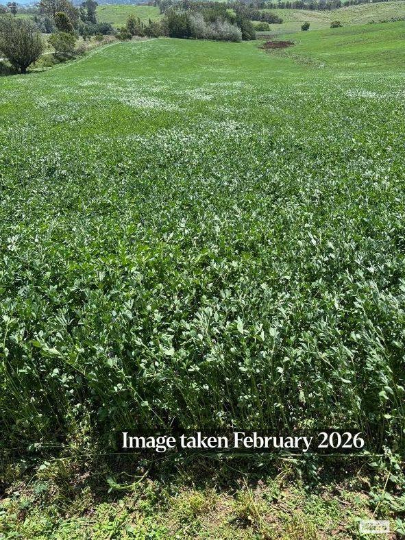 910 West Kameruka Road, Morans Crossing For Sale by Farmbuy.com - image 21