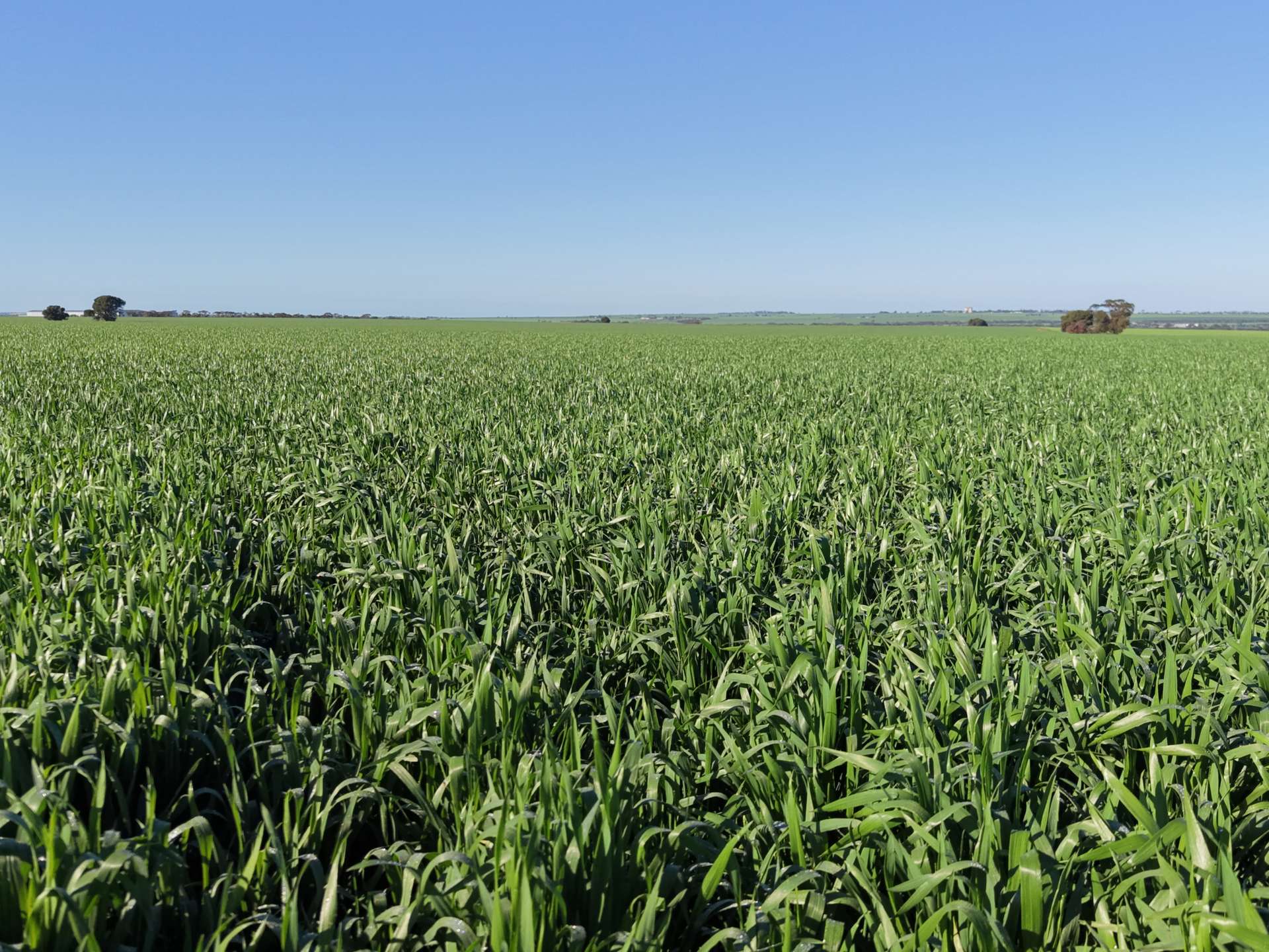 Lot 409 Church Road, Thomas Plain For Sale by Farmbuy.com - image 5