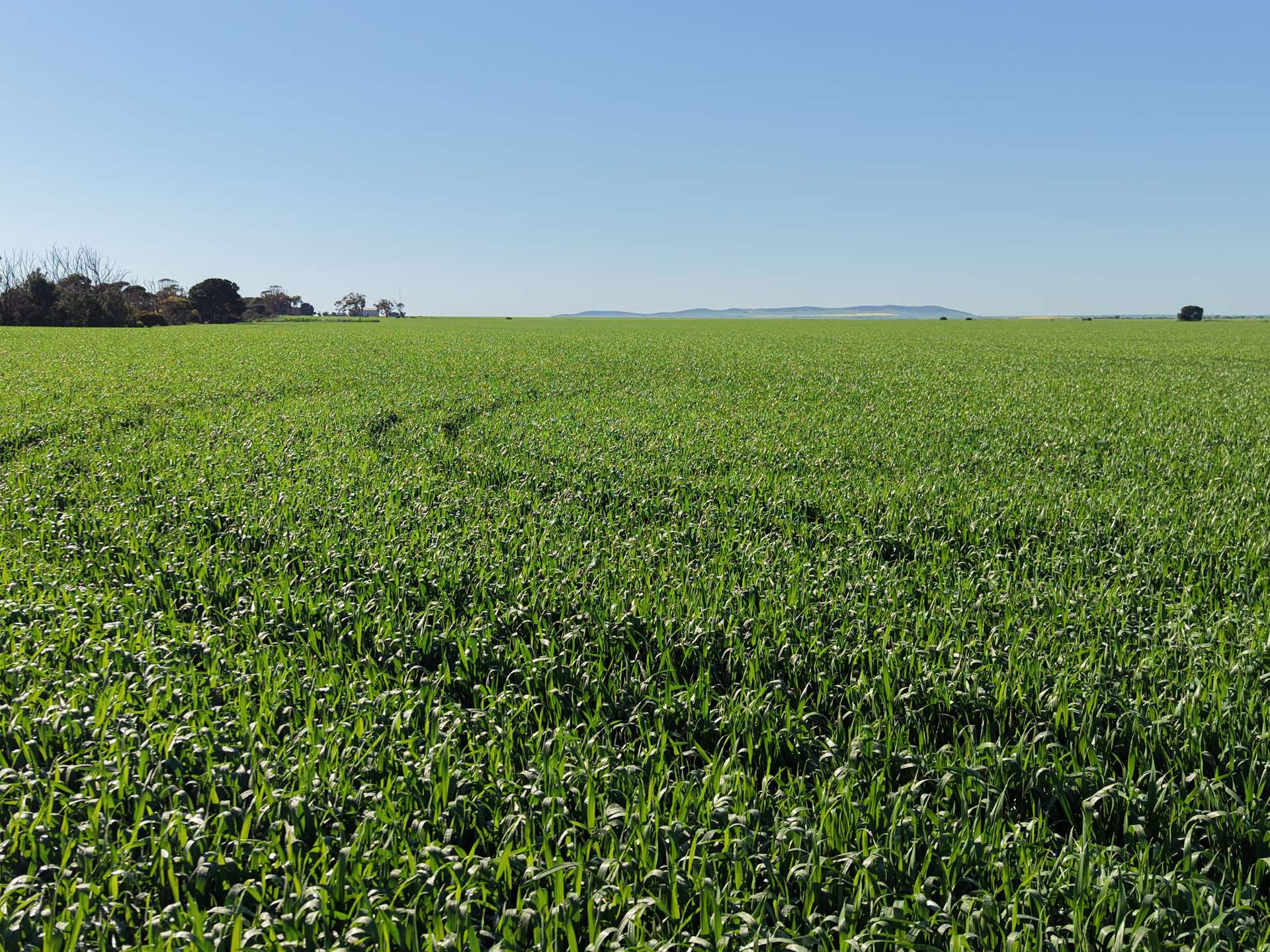 Lot 409 Church Road, Thomas Plain For Sale by Farmbuy.com - image 6