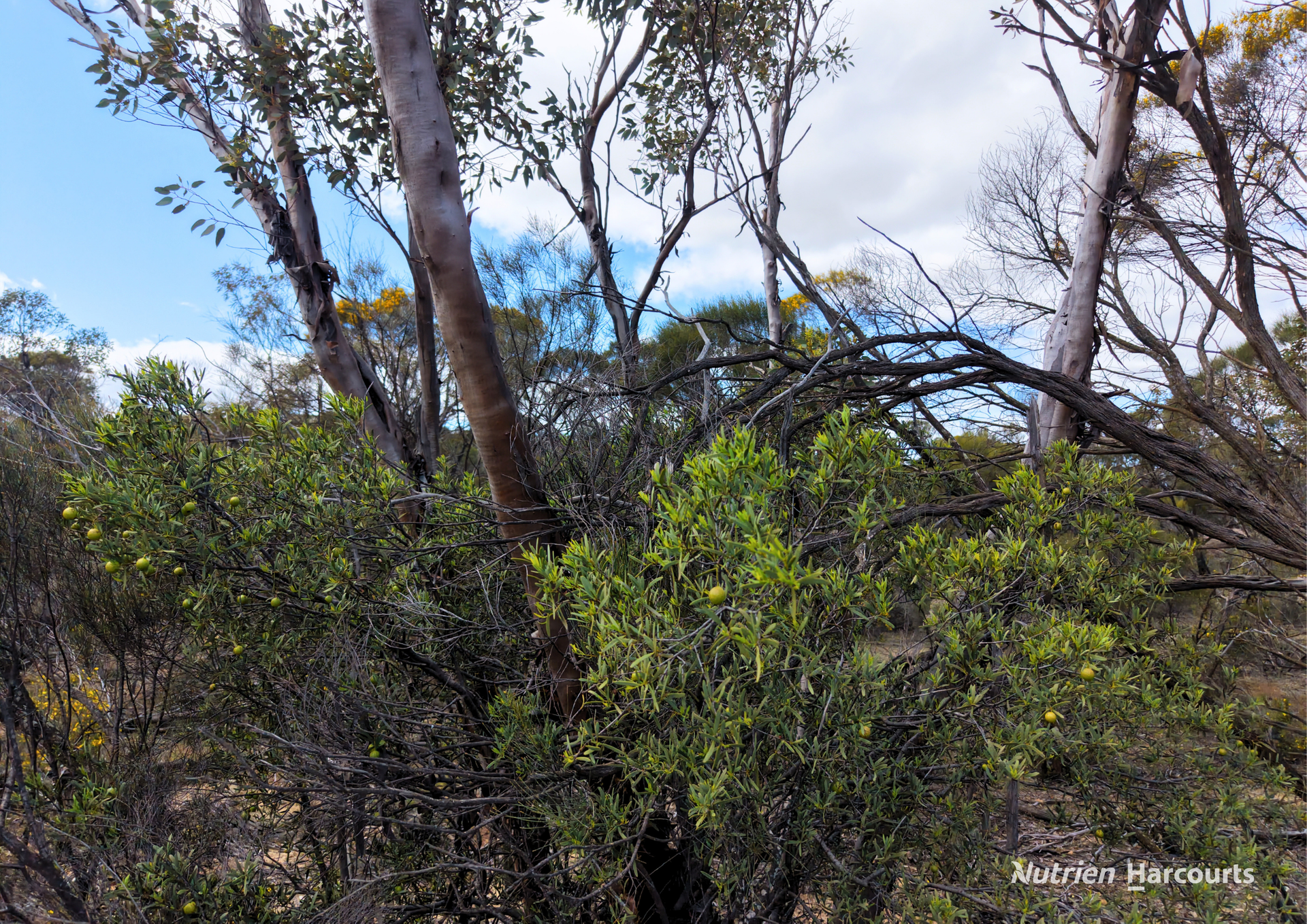 Lot 1495 East Boundary Road, Gabbin For Sale by Farmbuy.com - image 13
