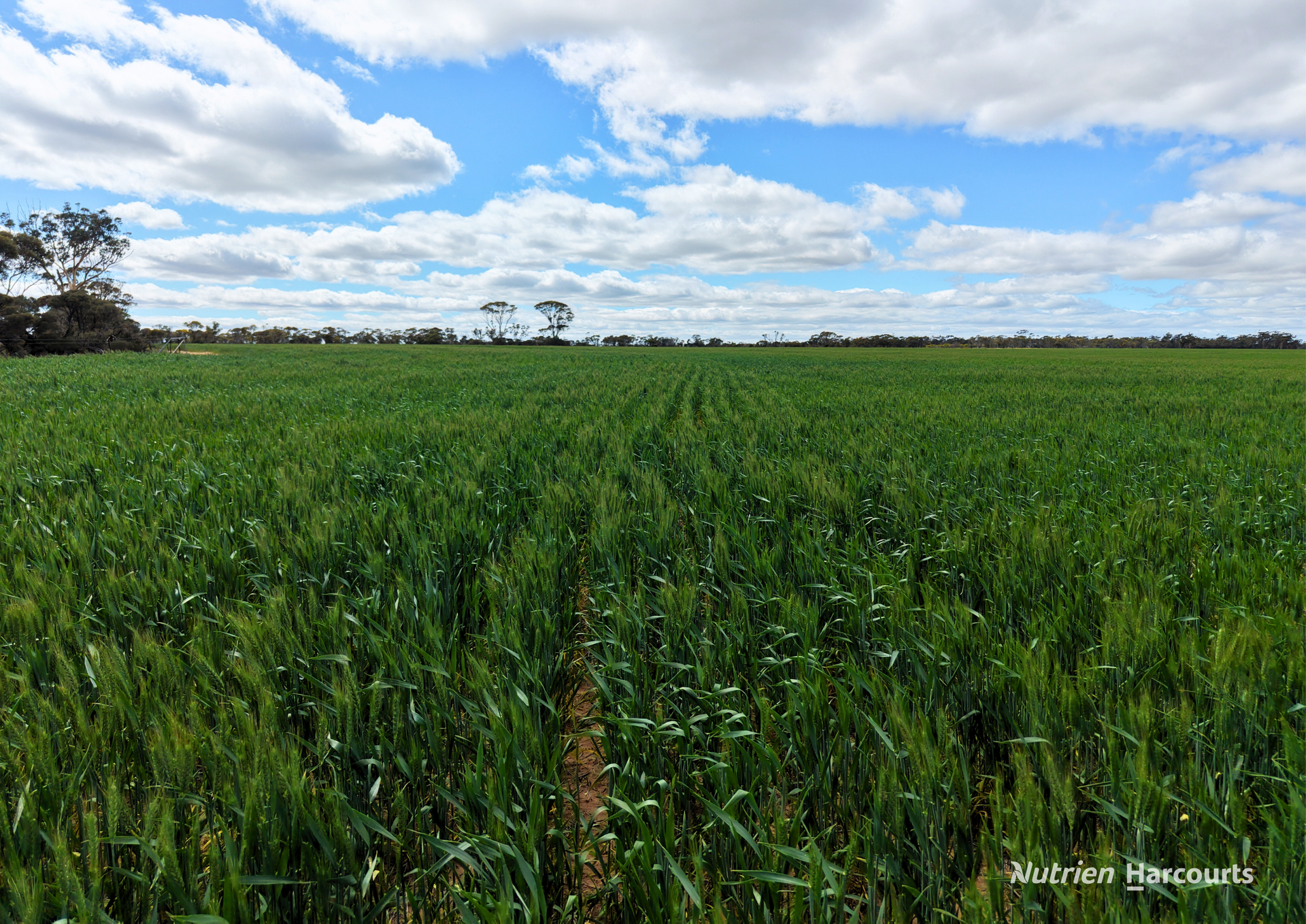 Lot 1495 East Boundary Road, Gabbin For Sale by Farmbuy.com - image 5