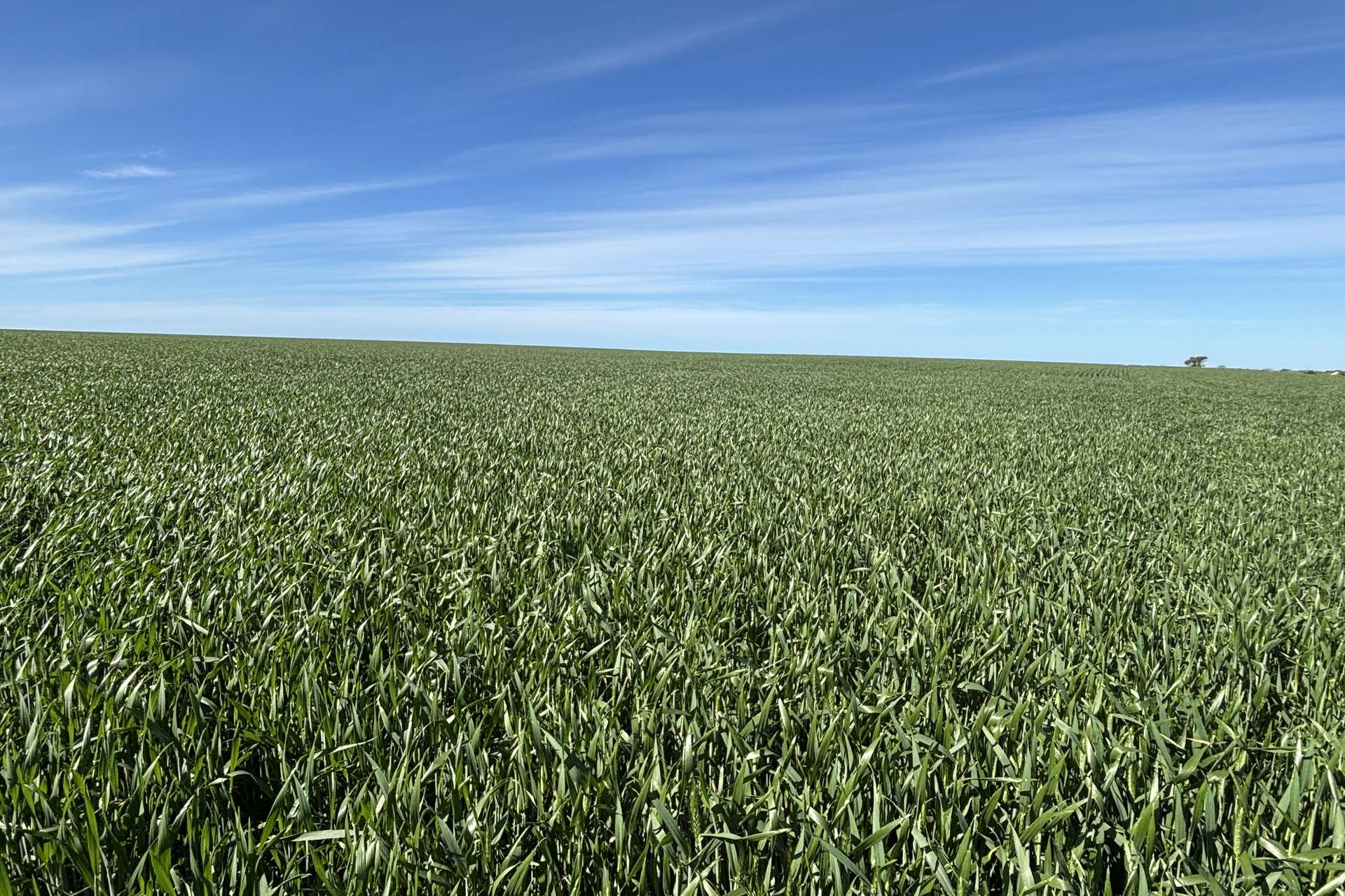 Lot 22 Pfitzner Road, Butler For Sale by Farmbuy.com - image 16