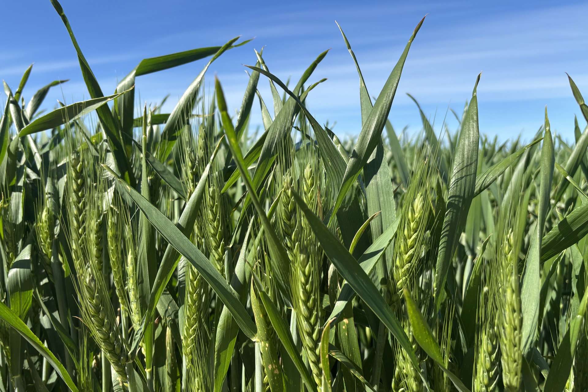 Lot 22 Pfitzner Road, Butler For Sale by Farmbuy.com - image 2