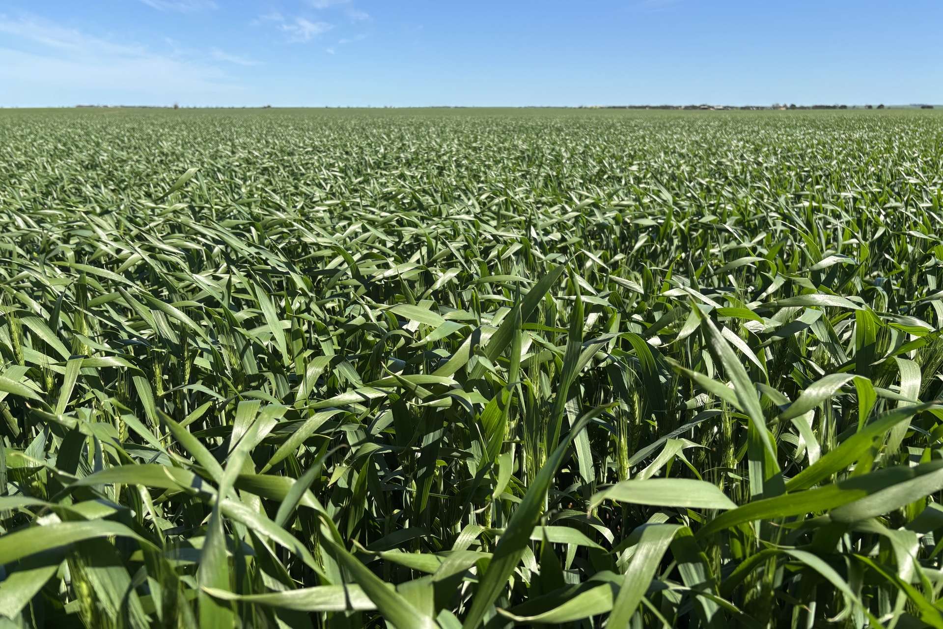 Lot 22 Pfitzner Road, Butler For Sale by Farmbuy.com - image 14