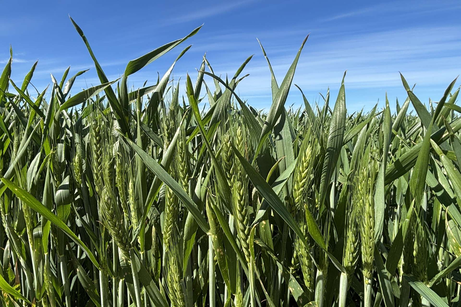 Lot 22 Pfitzner Road, Butler For Sale by Farmbuy.com - image 20