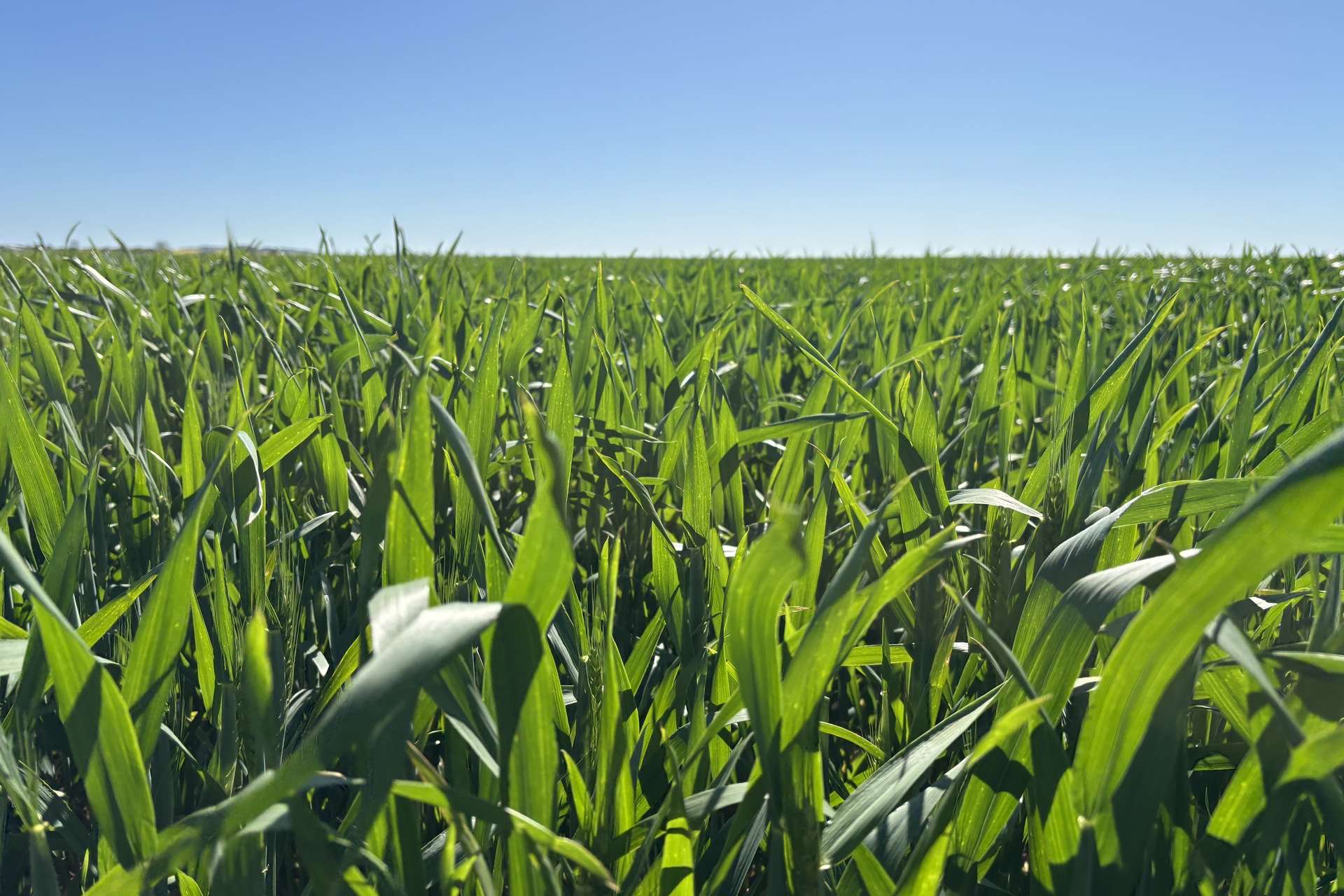 Lot 22 Pfitzner Road, Butler For Sale by Farmbuy.com - image 15