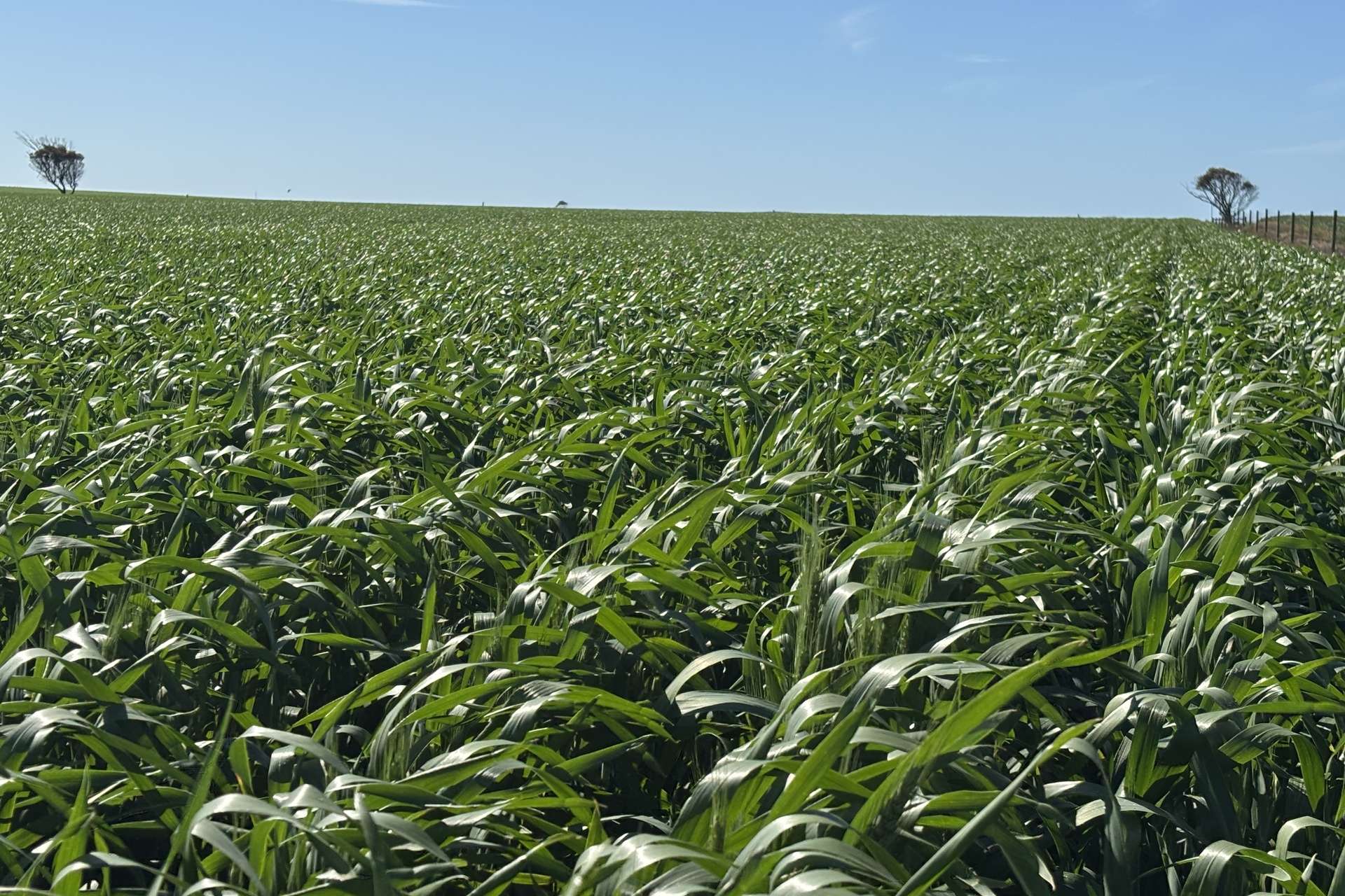 Lot 22 Pfitzner Road, Butler For Sale by Farmbuy.com - image 22