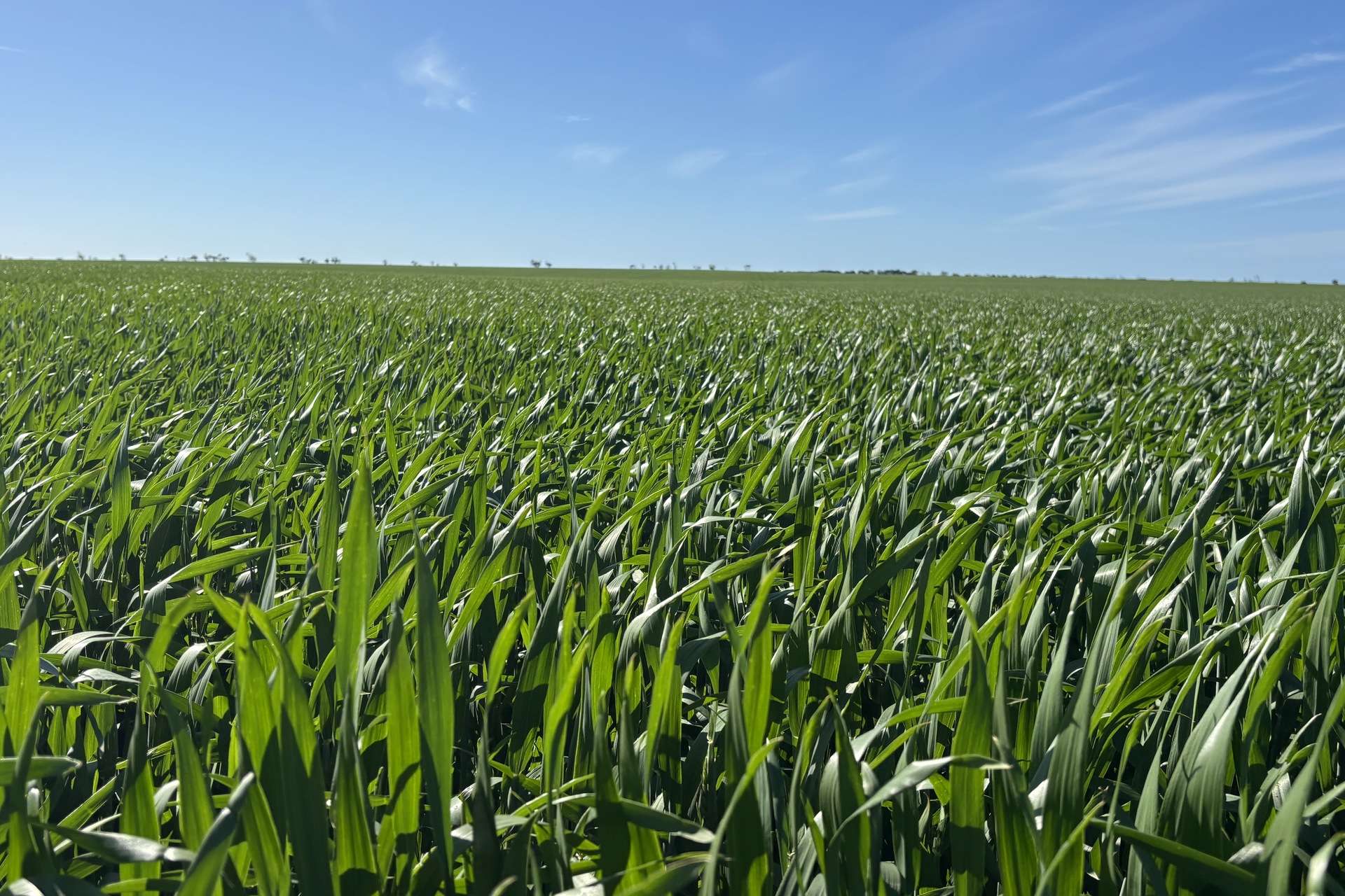 Lot 22 Pfitzner Road, Butler For Sale by Farmbuy.com - image 17