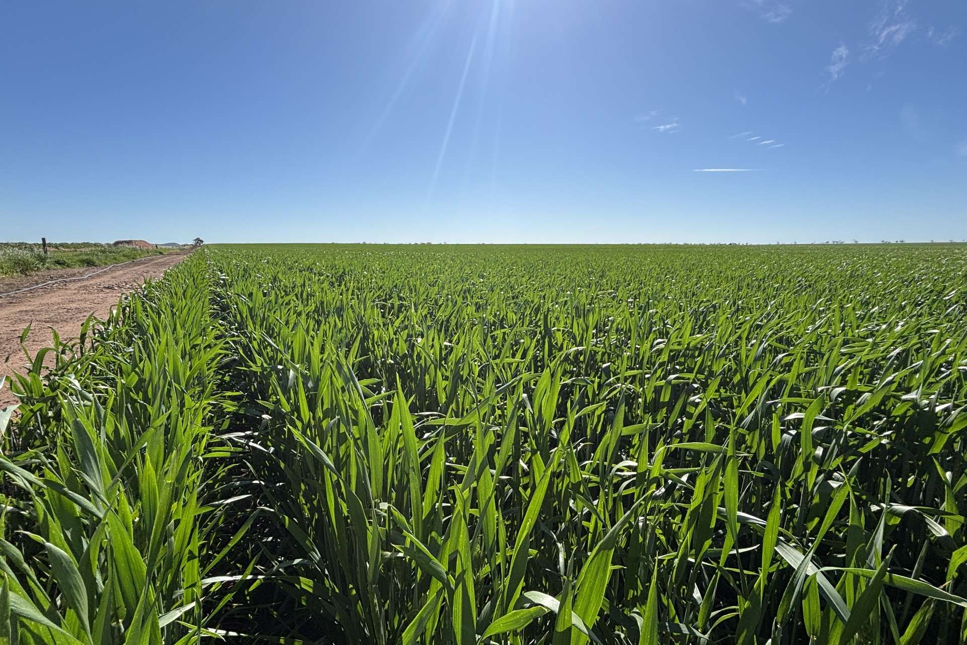 Lot 22 Pfitzner Road, Butler For Sale by Farmbuy.com - image 18