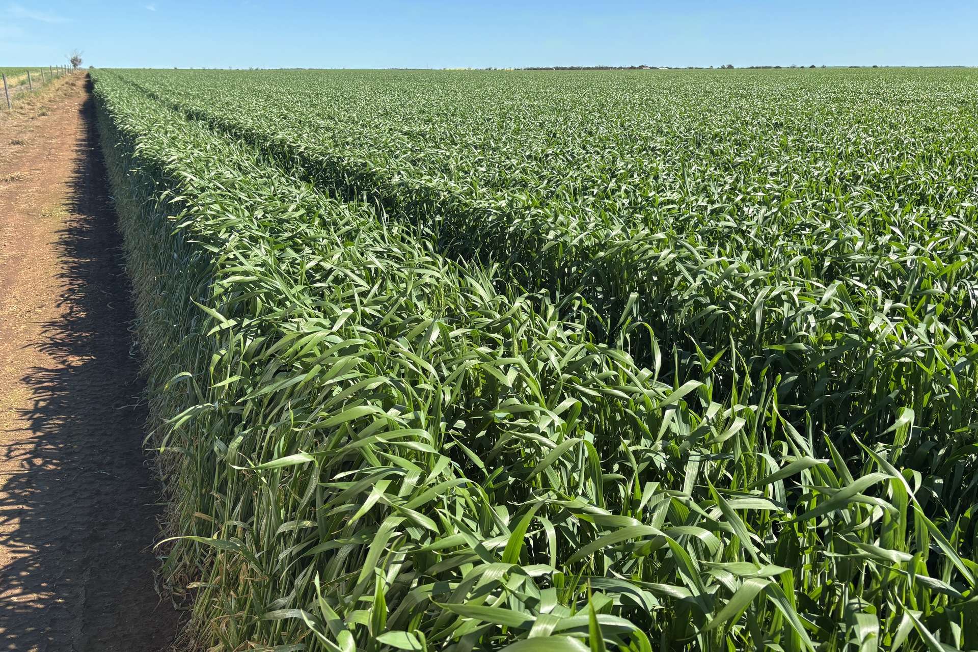 Lot 22 Pfitzner Road, Butler For Sale by Farmbuy.com - image 4