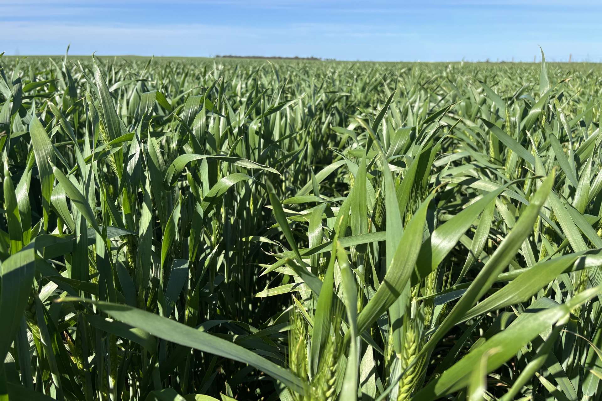 Lot 22 Pfitzner Road, Butler For Sale by Farmbuy.com - image 19