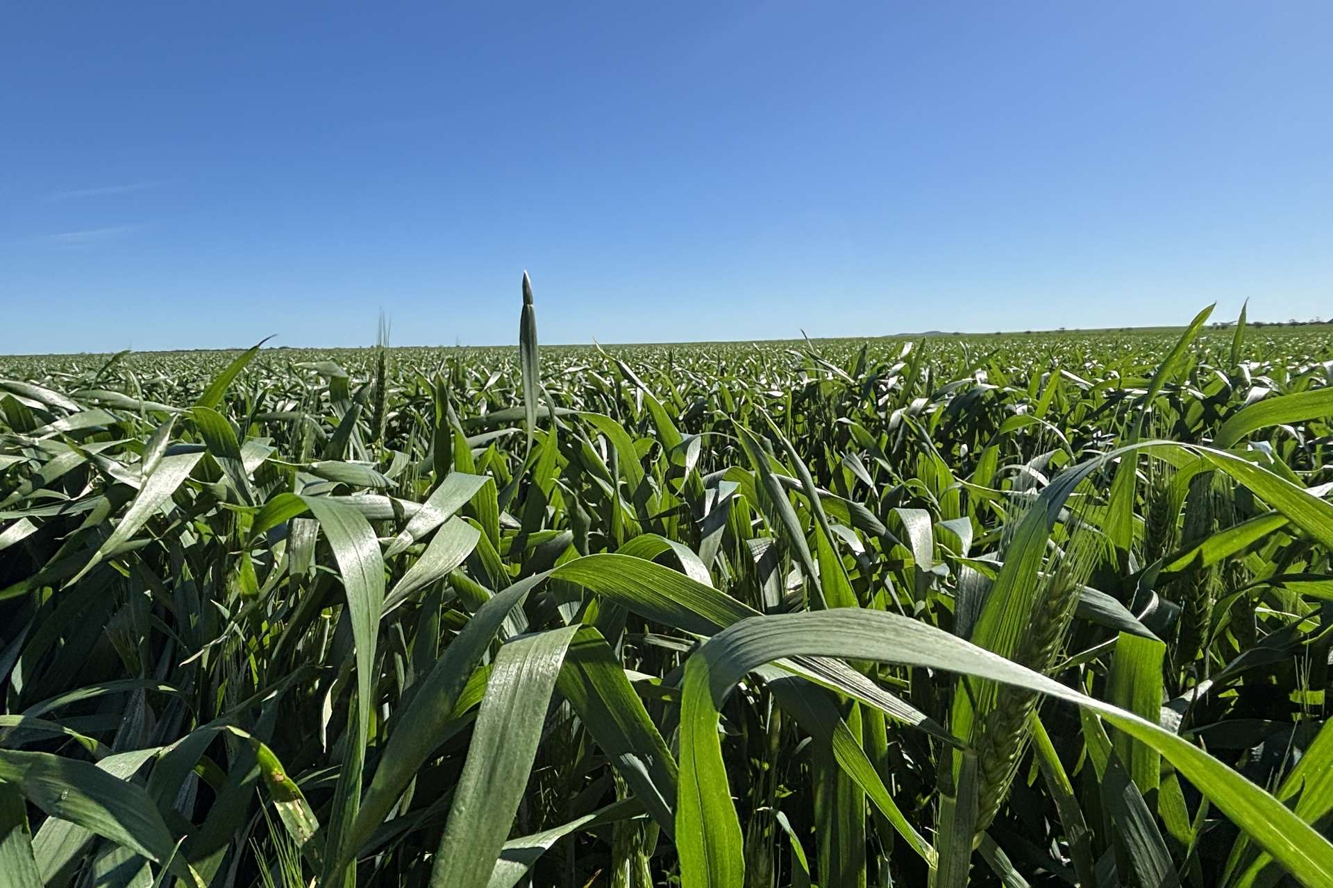 Lot 22 Pfitzner Road, Butler For Sale by Farmbuy.com - image 21