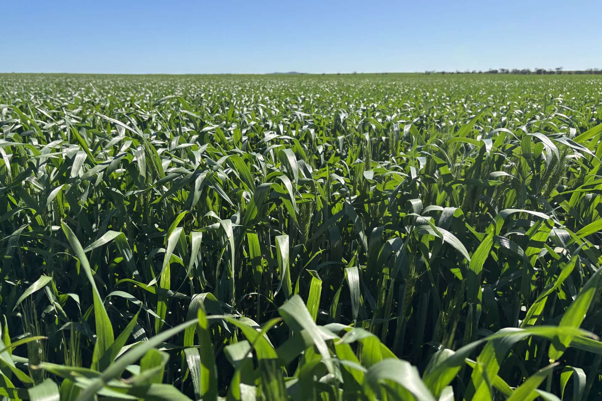 Lot 22 Pfitzner Road, Butler For Sale by Farmbuy.com - image 11
