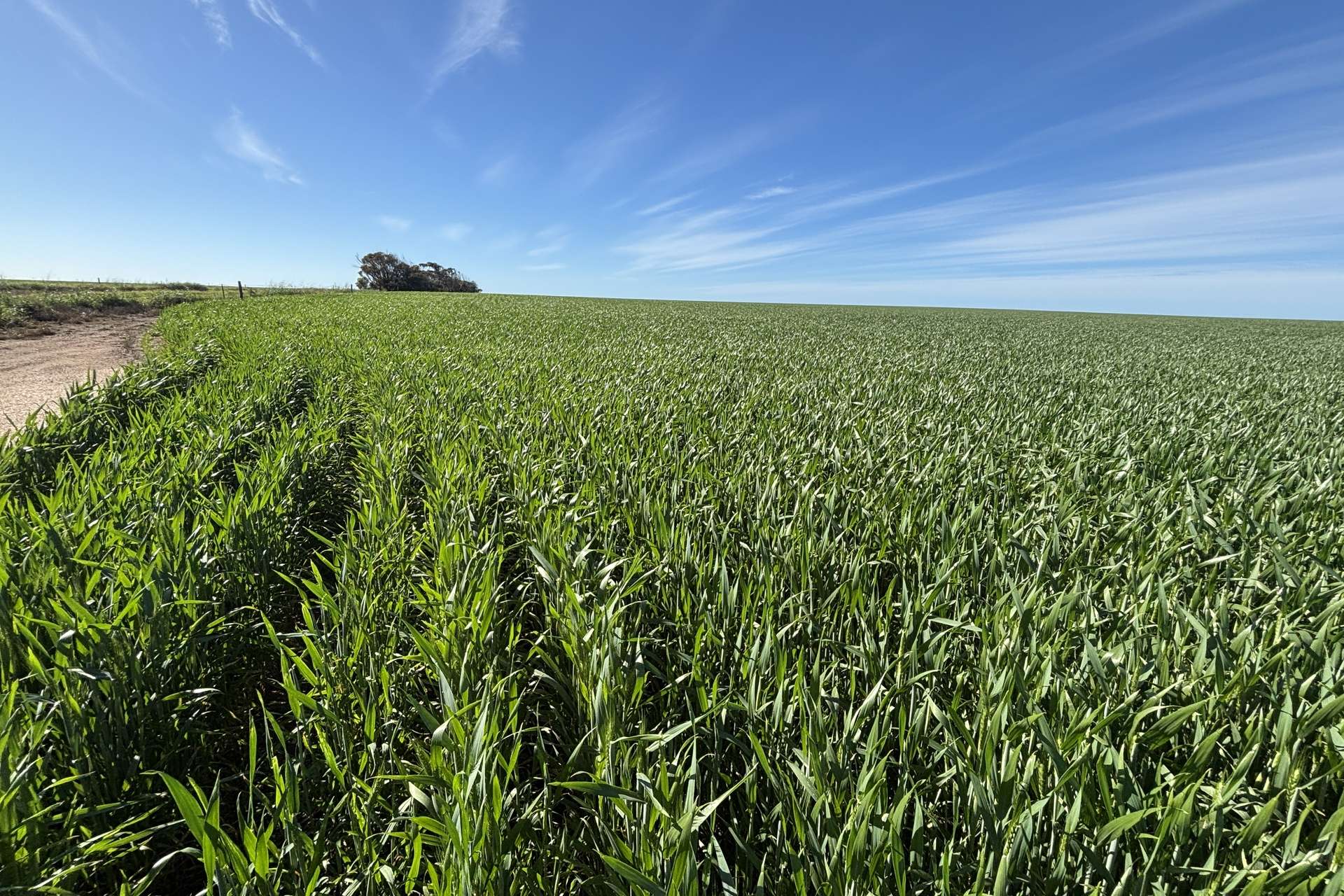 Lot 22 Pfitzner Road, Butler For Sale by Farmbuy.com - image 8